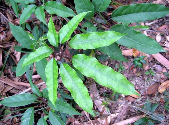 Schefflera heptaphylla